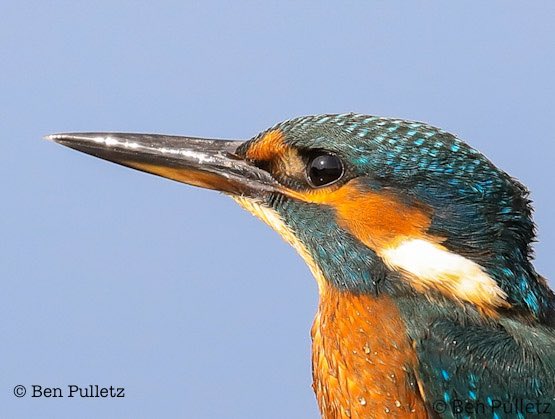 Kingfisher close up. Taken on the Somerset Levels📸👇

#TwitterNatureCommunity #BirdoftheYear #kingfisher #birdphotography @Britnatureguide @BirdGuides @nationaltrust