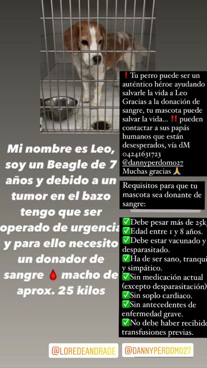 PerroUsuario Wof '•' tweet media