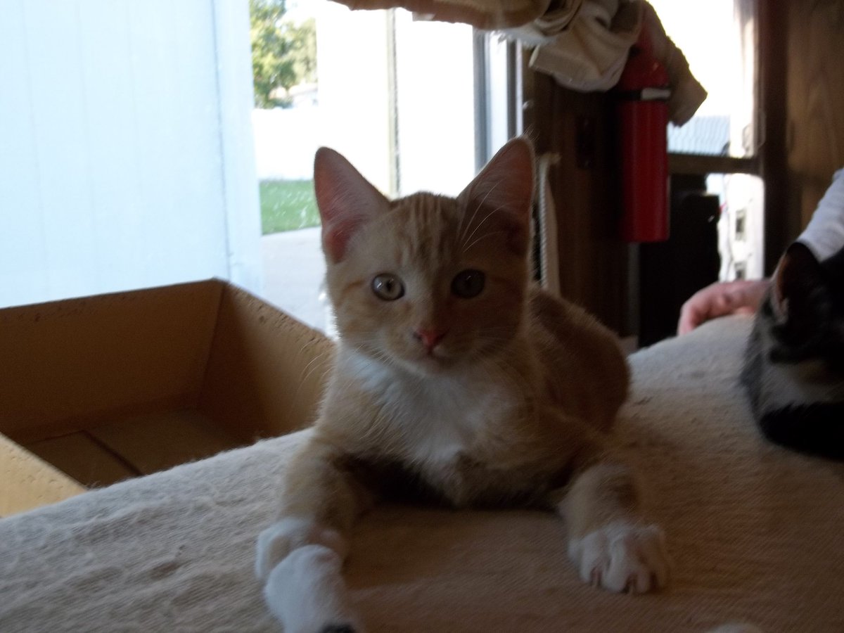 InInterAcies's tweet photo. #CatsOfTwitter our Cornelius as a widdle baby. FYI he still thinks he is this big 16 lbs later. https://t.co/xBFKDncb0o