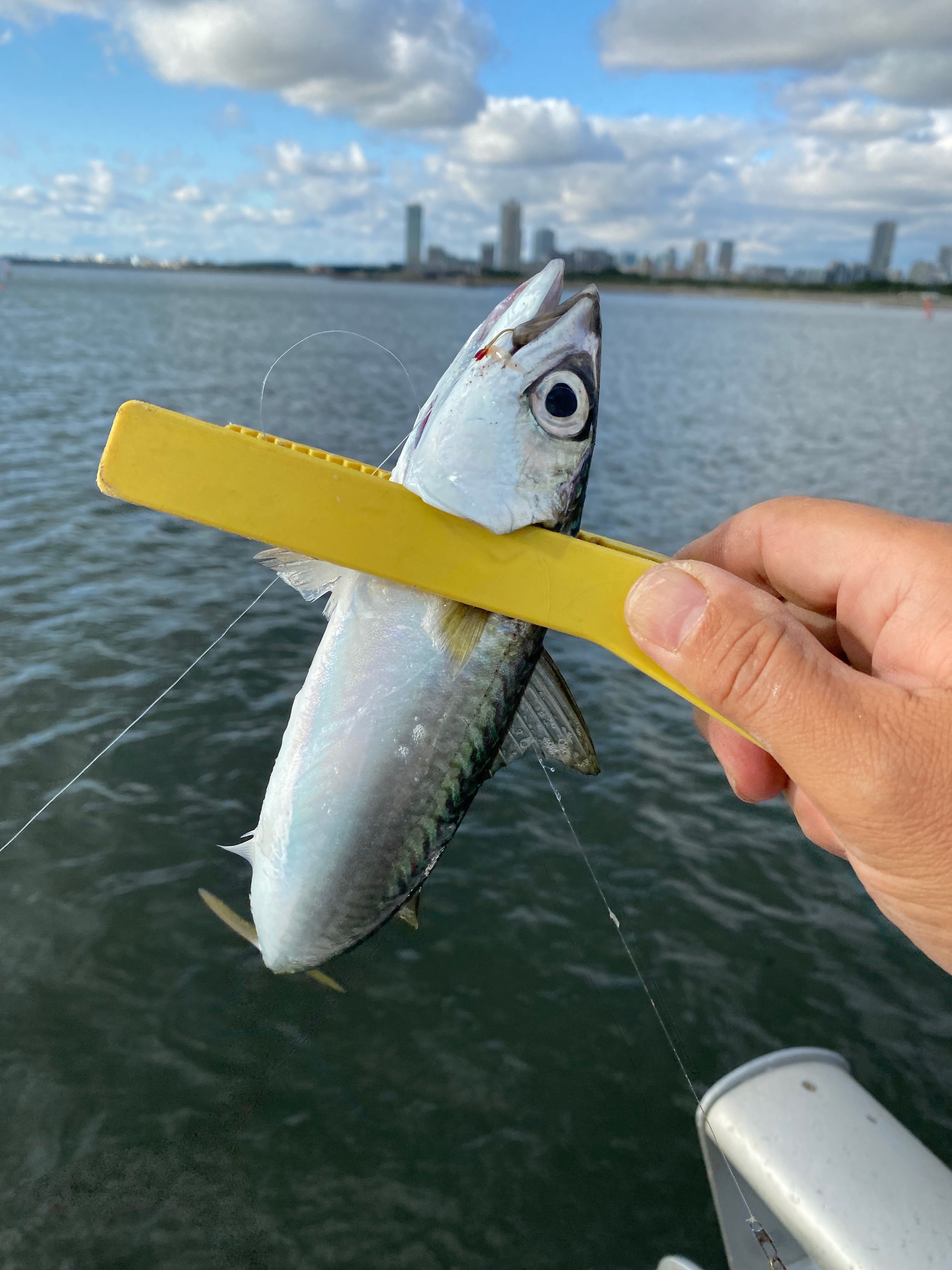 関東釣りスポット速報bot Karutsurinews Twitter