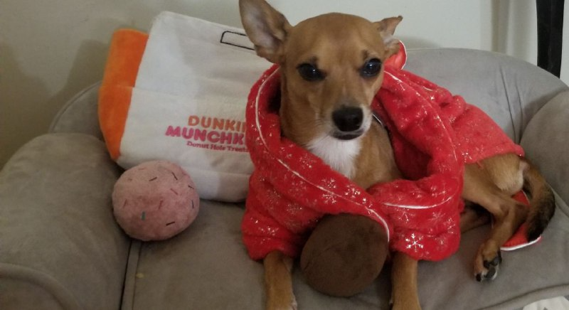 CryptoSchnitz's tweet image. Good Morning Everyone
Best way to start the day with a few munchkins. 
Time to Chase Some Coins
#cryptolife #munchkins #Dunkin