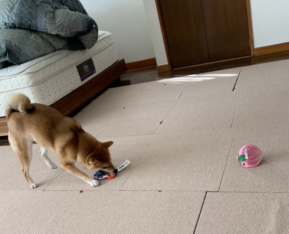 shibachiishiba's tweet photo. 今月のPECO BOXが届いたよ。
去年ももらった桃太郎さんだけど、ちーにとっては新鮮な喜びらしい。
#柴犬 #柴犬のいる暮らし #柴犬のいる幸せ #柴犬大好き #PECOBOX https://t.co/Ff7WgHlMal