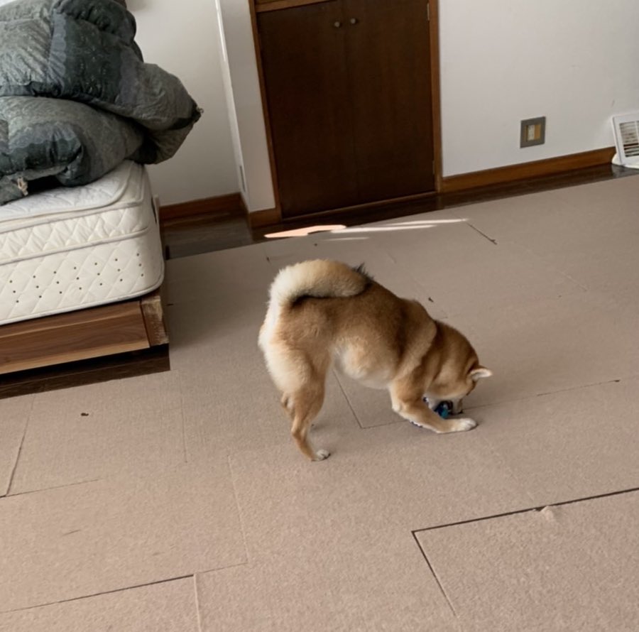 shibachiishiba's tweet photo. 今月のPECO BOXが届いたよ。
去年ももらった桃太郎さんだけど、ちーにとっては新鮮な喜びらしい。
#柴犬 #柴犬のいる暮らし #柴犬のいる幸せ #柴犬大好き #PECOBOX https://t.co/Ff7WgHlMal