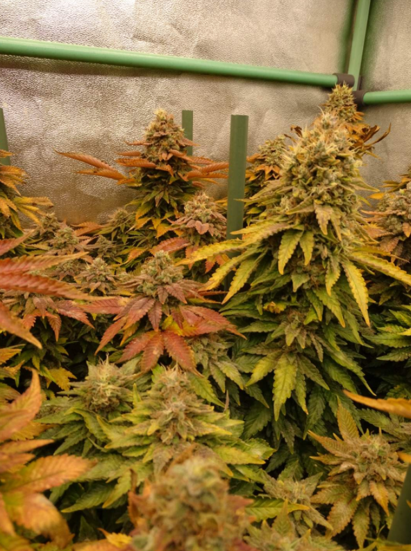 ViparSpectraLED's tweet photo. Day 68 12/12... end of cultivation, good harvest!! 😍🤩🤟Under #xs4000 #viparspectra Purple berry Kush 🌿10% discount code for #viparspectra #XSseries and #Pseries: VIPFB
Low cost&High yield
#viparspectraled #growing #indoorplants #cannabisgrow https://t.co/2TdCw8E1DA