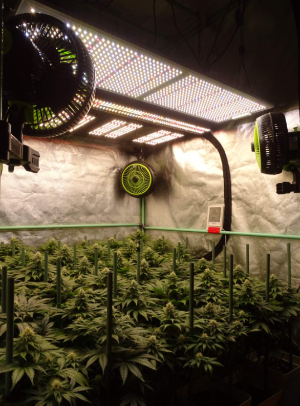 ViparSpectraLED's tweet photo. Day 68 12/12... end of cultivation, good harvest!! 😍🤩🤟Under #xs4000 #viparspectra Purple berry Kush 🌿10% discount code for #viparspectra #XSseries and #Pseries: VIPFB
Low cost&High yield
#viparspectraled #growing #indoorplants #cannabisgrow https://t.co/2TdCw8E1DA