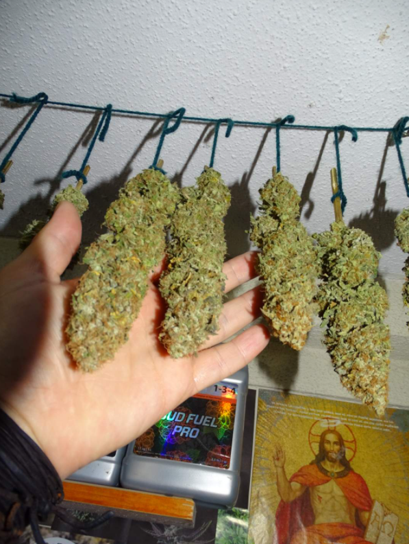 ViparSpectraLED's tweet photo. Day 68 12/12... end of cultivation, good harvest!! 😍🤩🤟Under #xs4000 #viparspectra Purple berry Kush 🌿10% discount code for #viparspectra #XSseries and #Pseries: VIPFB
Low cost&High yield
#viparspectraled #growing #indoorplants #cannabisgrow https://t.co/2TdCw8E1DA