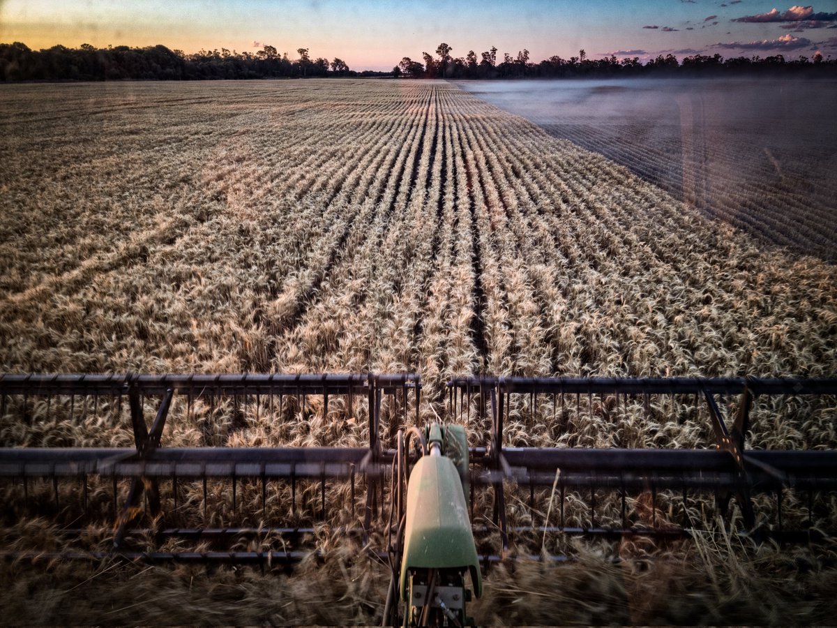 jakeonfarm's tweet photo. Finally got back in a header, even if it's just to do my trials. Very impressed with this #Sunflex. If it's maturity is as advertised it definitely gets a gig in our rotation. #Harvest21 https://t.co/nN8KvK1zNe