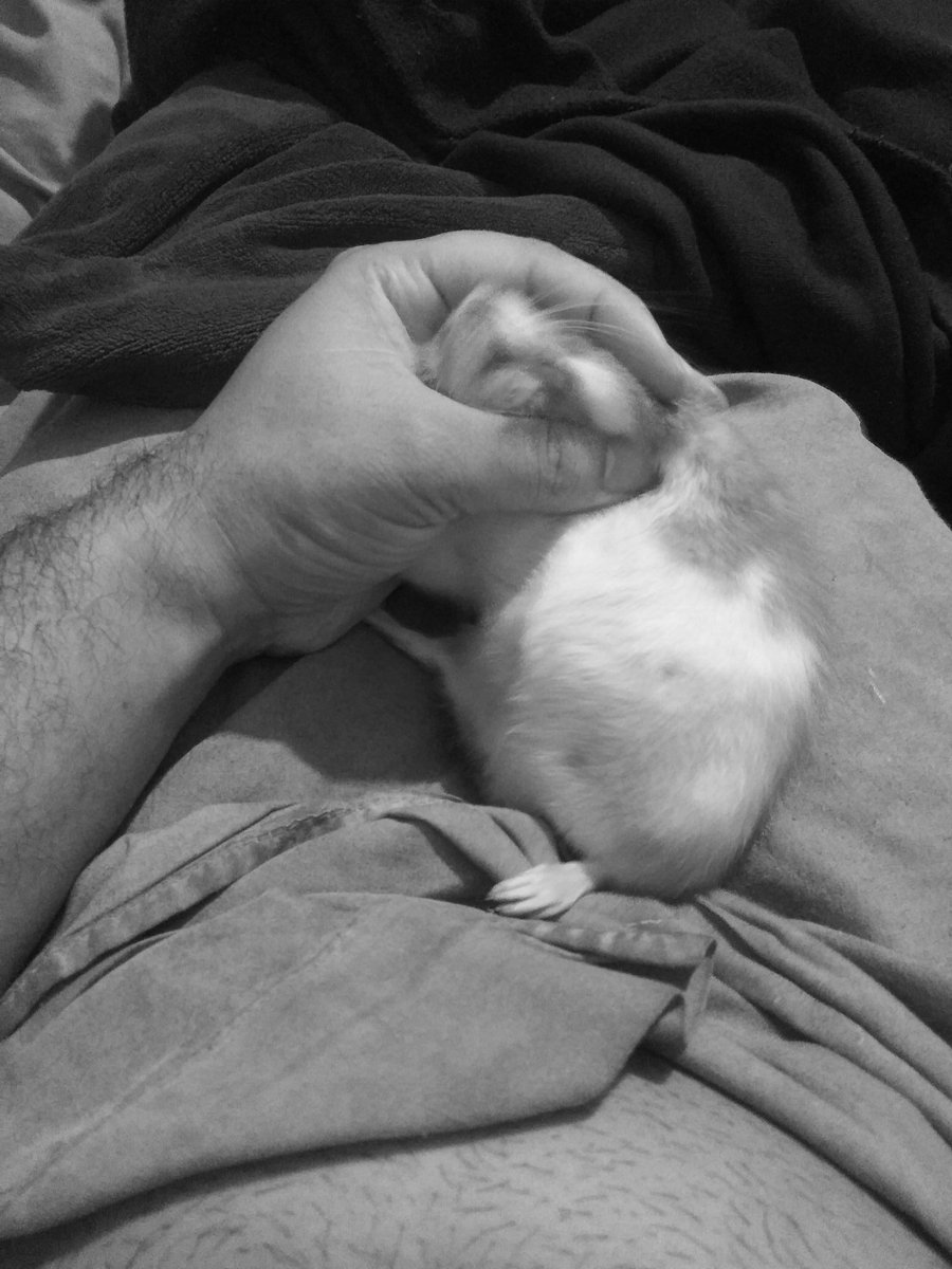 PhantomLion's tweet photo. I tried to recreate that one #RatMeme with my baby #Gwenyvere but as you can tell, she wasn't having it and did NOT want to be a #meme! #RatsOfTwitter
and before anyone asks, NO I am not harming her, and she's not being hurt in any way. I love my baby! π€ https://t.co/2d1DiFDYO9