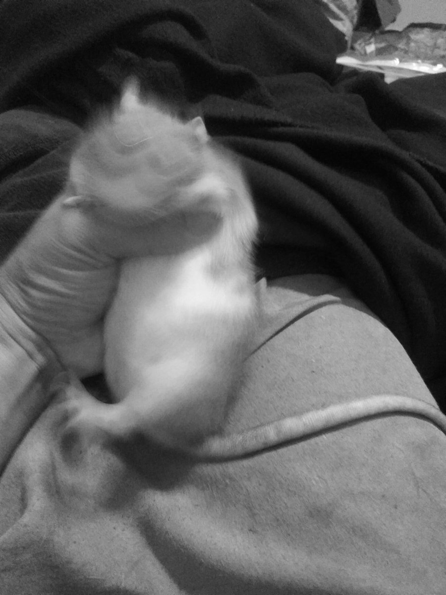 PhantomLion's tweet photo. I tried to recreate that one #RatMeme with my baby #Gwenyvere but as you can tell, she wasn't having it and did NOT want to be a #meme! #RatsOfTwitter
and before anyone asks, NO I am not harming her, and she's not being hurt in any way. I love my baby! π€ https://t.co/2d1DiFDYO9