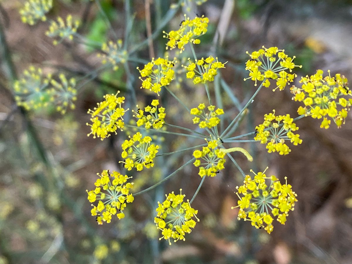 If you look closely, you’ll see the inchworm stretching to navigate from one fennel plant flower cluster to another (spoiler alert- it made it). What will you find outdoors on this #tranquilTuesday?