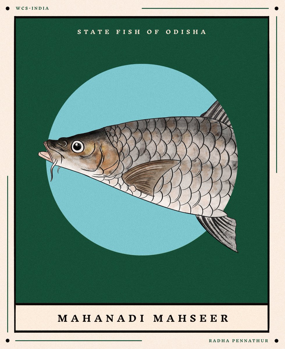 WCSIndia's tweet image. #statesymbols #wildlife #nature #art #wildlifeart #illustrations #wildlifeillustrations #artists #wildlifeartists #biodiversity #flowers #trees #animals #birds #india #indianwildlife #wildlifeofindia #odisha #sambar #mahanadimahseer #indianroller #ashokatreeflower