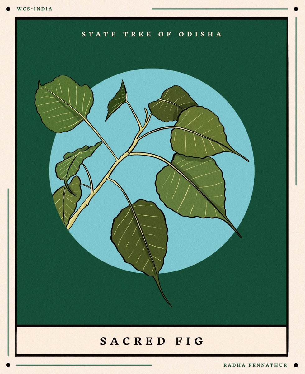 WCSIndia's tweet image. #statesymbols #wildlife #nature #art #wildlifeart #illustrations #wildlifeillustrations #artists #wildlifeartists #biodiversity #flowers #trees #animals #birds #india #indianwildlife #wildlifeofindia #odisha #sambar #mahanadimahseer #indianroller #ashokatreeflower
