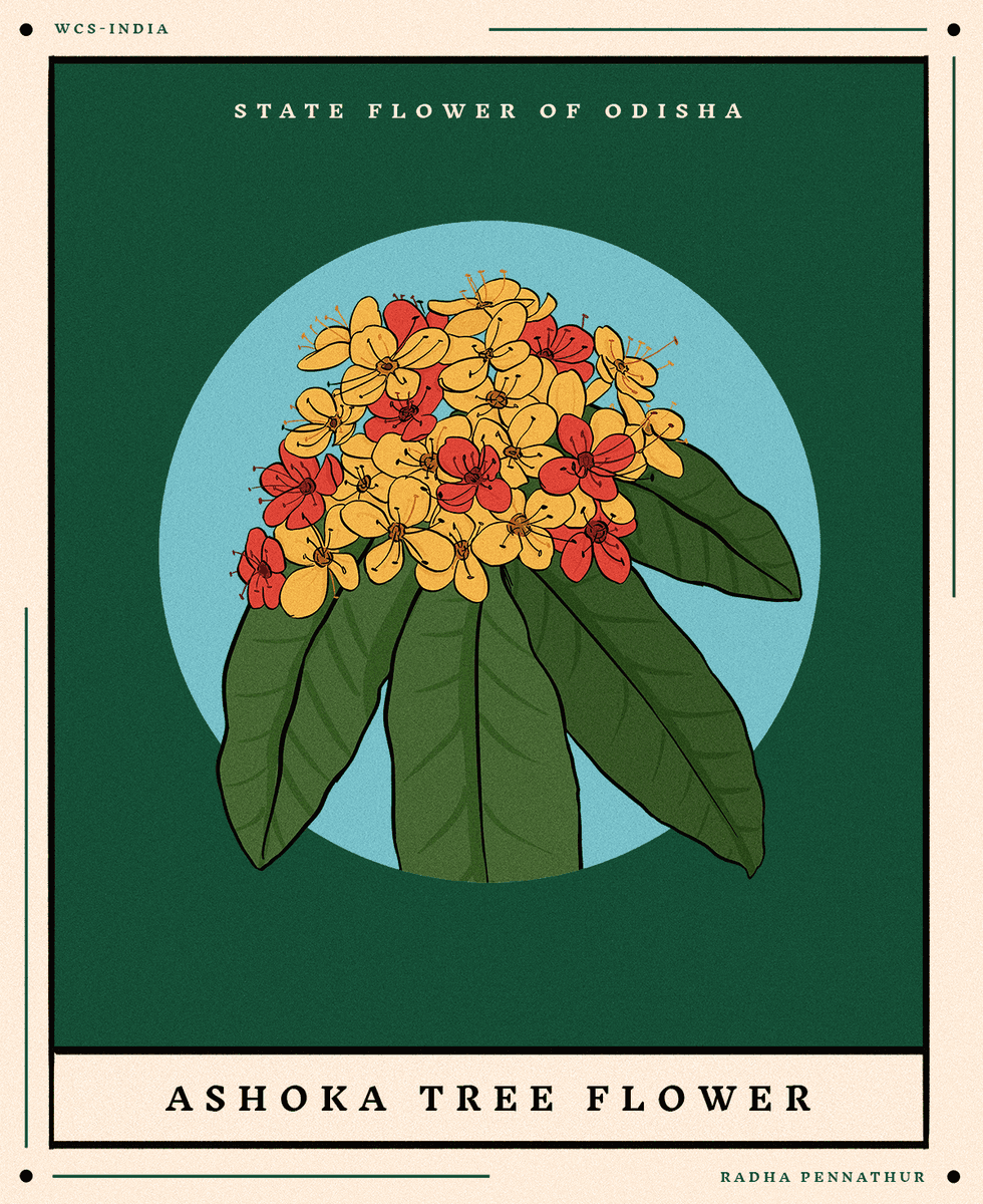 WCSIndia's tweet image. #statesymbols #wildlife #nature #art #wildlifeart #illustrations #wildlifeillustrations #artists #wildlifeartists #biodiversity #flowers #trees #animals #birds #india #indianwildlife #wildlifeofindia #odisha #sambar #mahanadimahseer #indianroller #ashokatreeflower