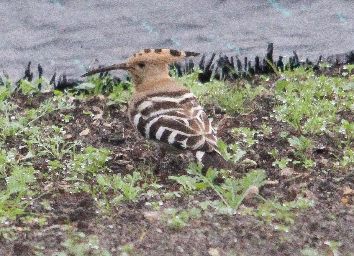 TonyFurnell's tweet photo. Upton's most famous bird still around this morning..@DorsetBirdClub @DorsetWildlife @BTO_Dorset @BBCSpringwatch @LytchettP @Britnatureguide @Natures_Voice @SightingDOR @wildlife_uk @RareBirdAlertUK @Team4Nature @ChrisGPackham @MeganMcCubbin #BirdsSeenIn2021 #Hoopee 😃 https://t.co/k9HdajDHO4