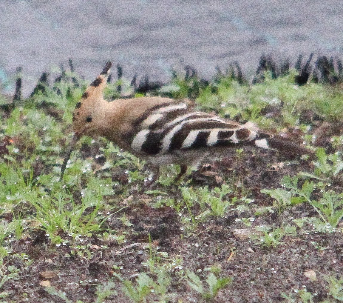 TonyFurnell's tweet photo. Upton's most famous bird still around this morning..@DorsetBirdClub @DorsetWildlife @BTO_Dorset @BBCSpringwatch @LytchettP @Britnatureguide @Natures_Voice @SightingDOR @wildlife_uk @RareBirdAlertUK @Team4Nature @ChrisGPackham @MeganMcCubbin #BirdsSeenIn2021 #Hoopee 😃 https://t.co/k9HdajDHO4