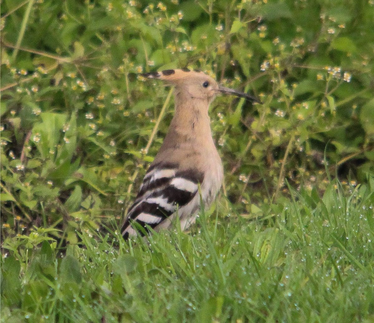 TonyFurnell's tweet photo. Upton's most famous bird still around this morning..@DorsetBirdClub @DorsetWildlife @BTO_Dorset @BBCSpringwatch @LytchettP @Britnatureguide @Natures_Voice @SightingDOR @wildlife_uk @RareBirdAlertUK @Team4Nature @ChrisGPackham @MeganMcCubbin #BirdsSeenIn2021 #Hoopee 😃 https://t.co/k9HdajDHO4