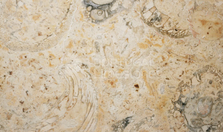 PortLimestones's tweet photo. Lioz limestone, a unique and beautiful Portuguese limestone. https://t.co/YiEtpXv7y3 #portugalimestones #lioz #beigelimestone #limestonesupply https://t.co/7EzOjq2DoT