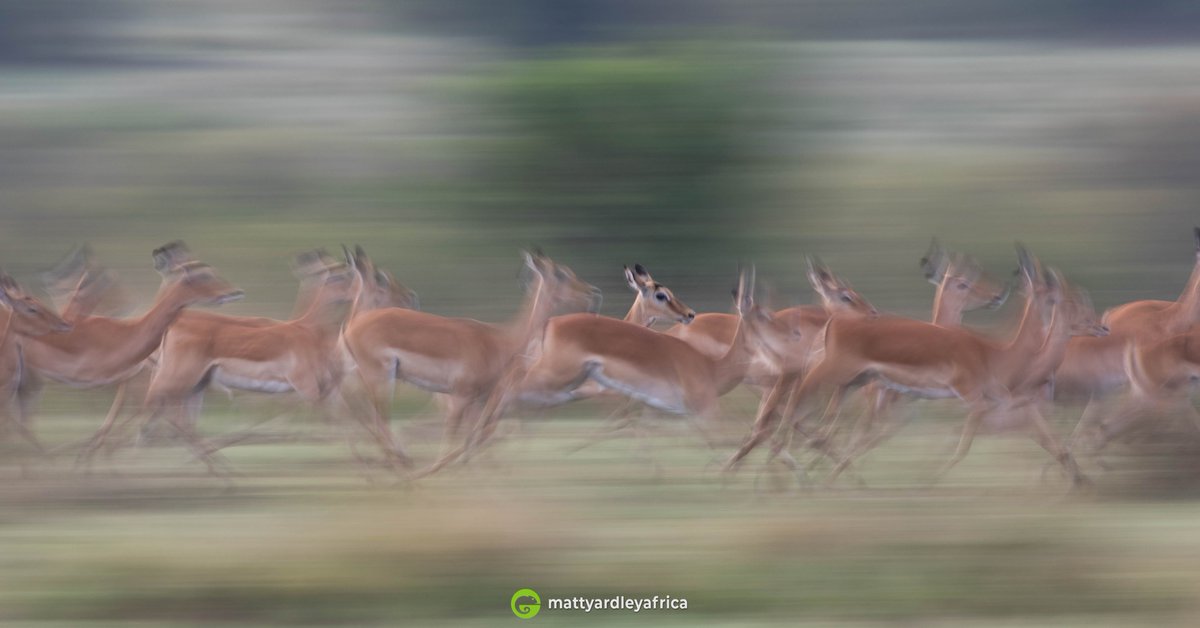 Visit our website to book your next safari! 

replug.link/a8f60e80

#WildEyeSA #Travel #Photography #Safari #PhotoSafari #Wildlife #BucketList #Africa #Photography #WildlifePhotography #Expedition #Tour #photographicsafari #Kenya #Tanzania #SouthAfrica #Animals #Lion #leopard
