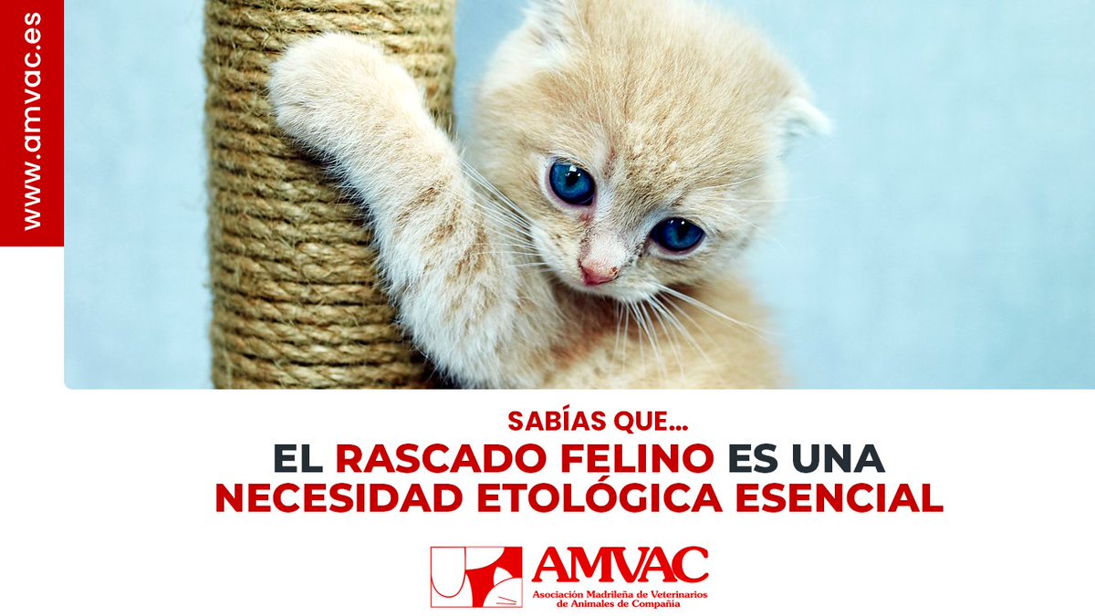 amvac_vet's tweet photo. Puede que resulte un problema para la convivencia en familia sobre todo por los muebles de la casa 😅, pero el rascado felino es una conducta indispensable para el bienestar de nuestros gatos 🐈👨‍👩‍👧. https://t.co/Xd5DuMx91x