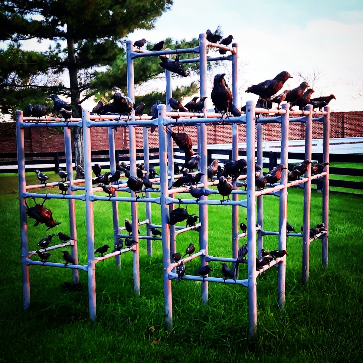 Detroit_Cupcake's tweet photo. Da Birds! #Creepy #WannaPlay #CreepItReal https://t.co/QAKbsokIZh