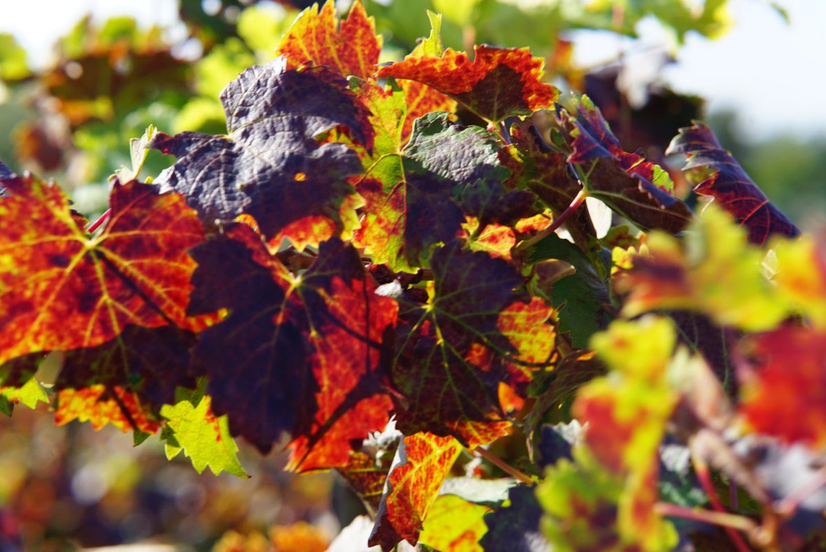 WineNewsIt's tweet photo. #Foliage: uno degli #spettacoli più belli che la #vigna offre al mondo … Quando la #vite, abbandonati i #grappoli alle #mani sapienti dei #produttori, lascia il suo verde e si tinge di #rosso, #arancio, #giallo, #ocra, #marrone e #oro, in una tavolozza che regala #emozioni https://t.co/RZ0Ng8JZQW