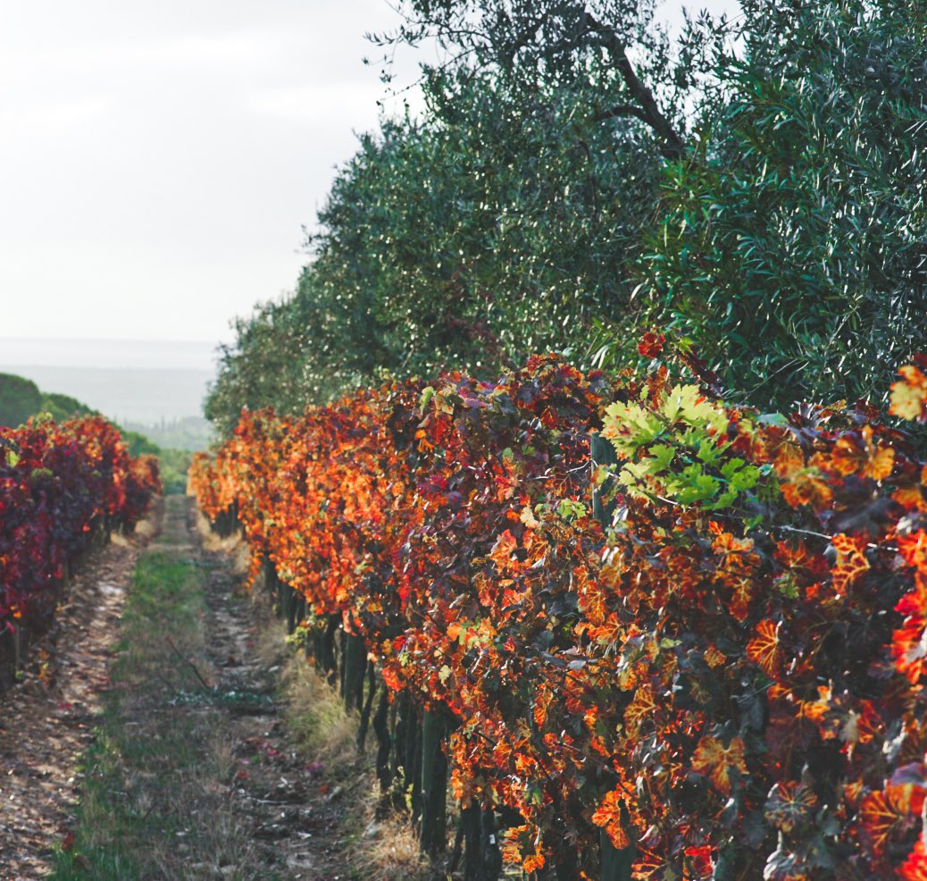 WineNewsIt's tweet photo. #Foliage: uno degli #spettacoli più belli che la #vigna offre al mondo … Quando la #vite, abbandonati i #grappoli alle #mani sapienti dei #produttori, lascia il suo verde e si tinge di #rosso, #arancio, #giallo, #ocra, #marrone e #oro, in una tavolozza che regala #emozioni https://t.co/RZ0Ng8JZQW