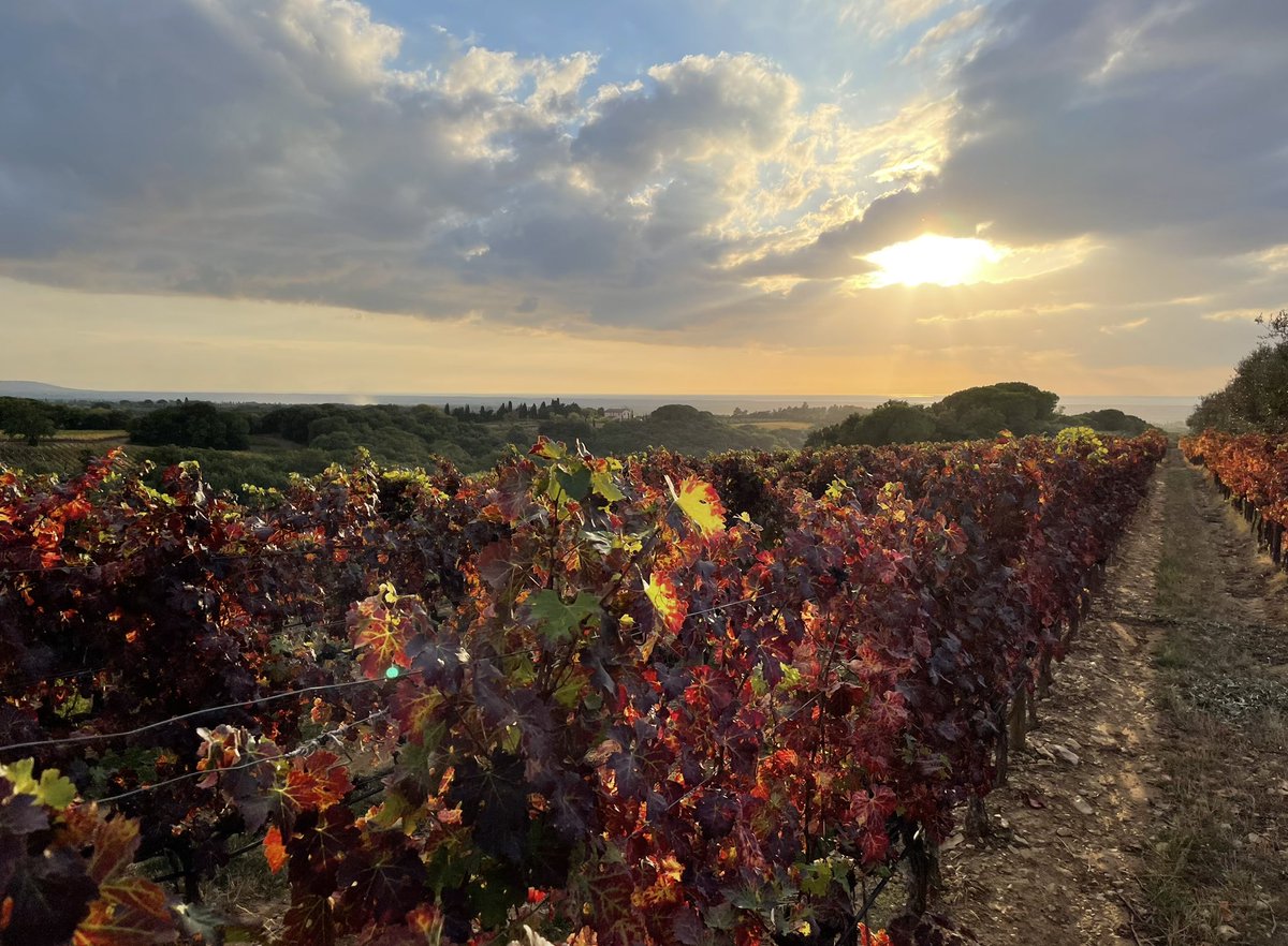 WineNewsIt's tweet photo. #Foliage: uno degli #spettacoli più belli che la #vigna offre al mondo … Quando la #vite, abbandonati i #grappoli alle #mani sapienti dei #produttori, lascia il suo verde e si tinge di #rosso, #arancio, #giallo, #ocra, #marrone e #oro, in una tavolozza che regala #emozioni https://t.co/RZ0Ng8JZQW
