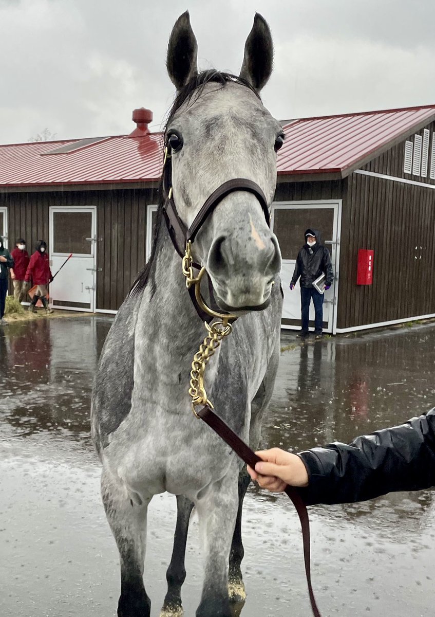 エレガンスルブラご落札されてる✨
アイスフォーゲルのお姉ちゃん😊
めっちゃ可愛い♡
良いオーナーの元へ行けてよかった🥺✨