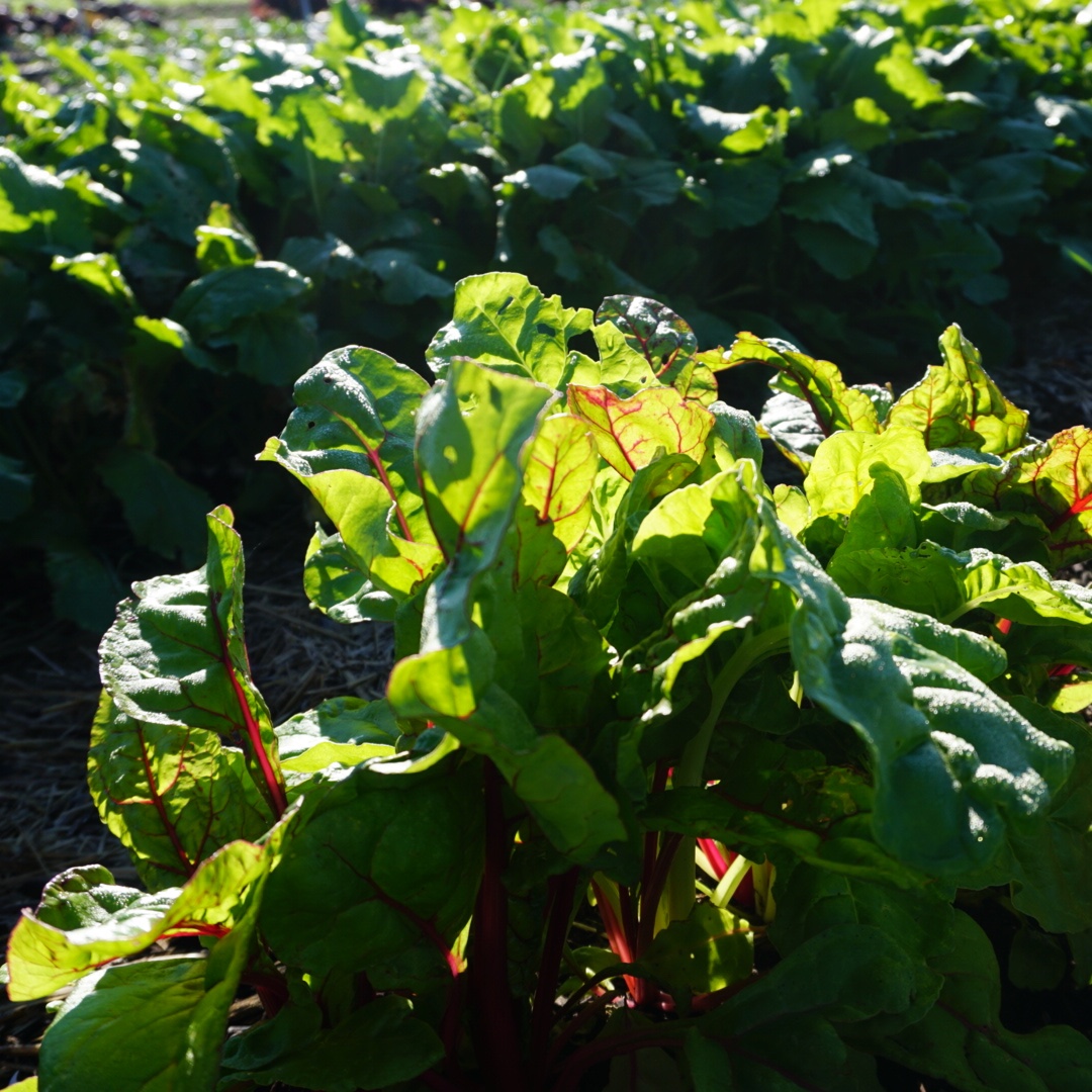 caff_ar's tweet photo. What's growing in your winter garden? 

At the CAFF Farm - swiss chard, turnips, and mustard greens are growing strong! 

#NWAFarming #WinterGarden #CAFFfarm #CAFFNWA #smallfarms https://t.co/o4nwGNp8Uu