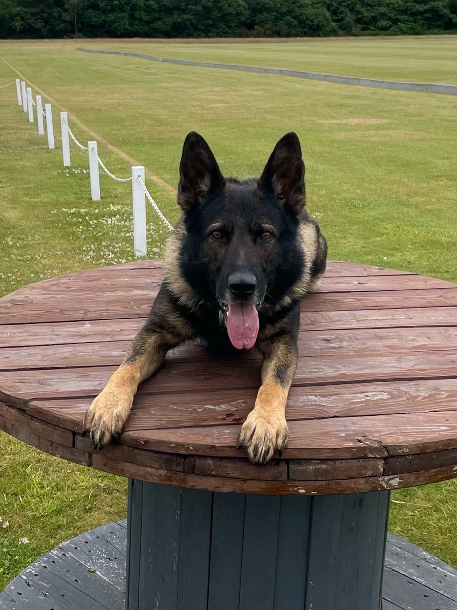 ChNWPoliceDogs's tweet photo. Great work last night by PD Rico and handler! Following a decamp in Wilmslow they track down one of the males who had gone garden hopping in a bid to try and escape. The team found him hiding in some bushes.
#PDRico #1InTheCells https://t.co/TSzTzeILkc