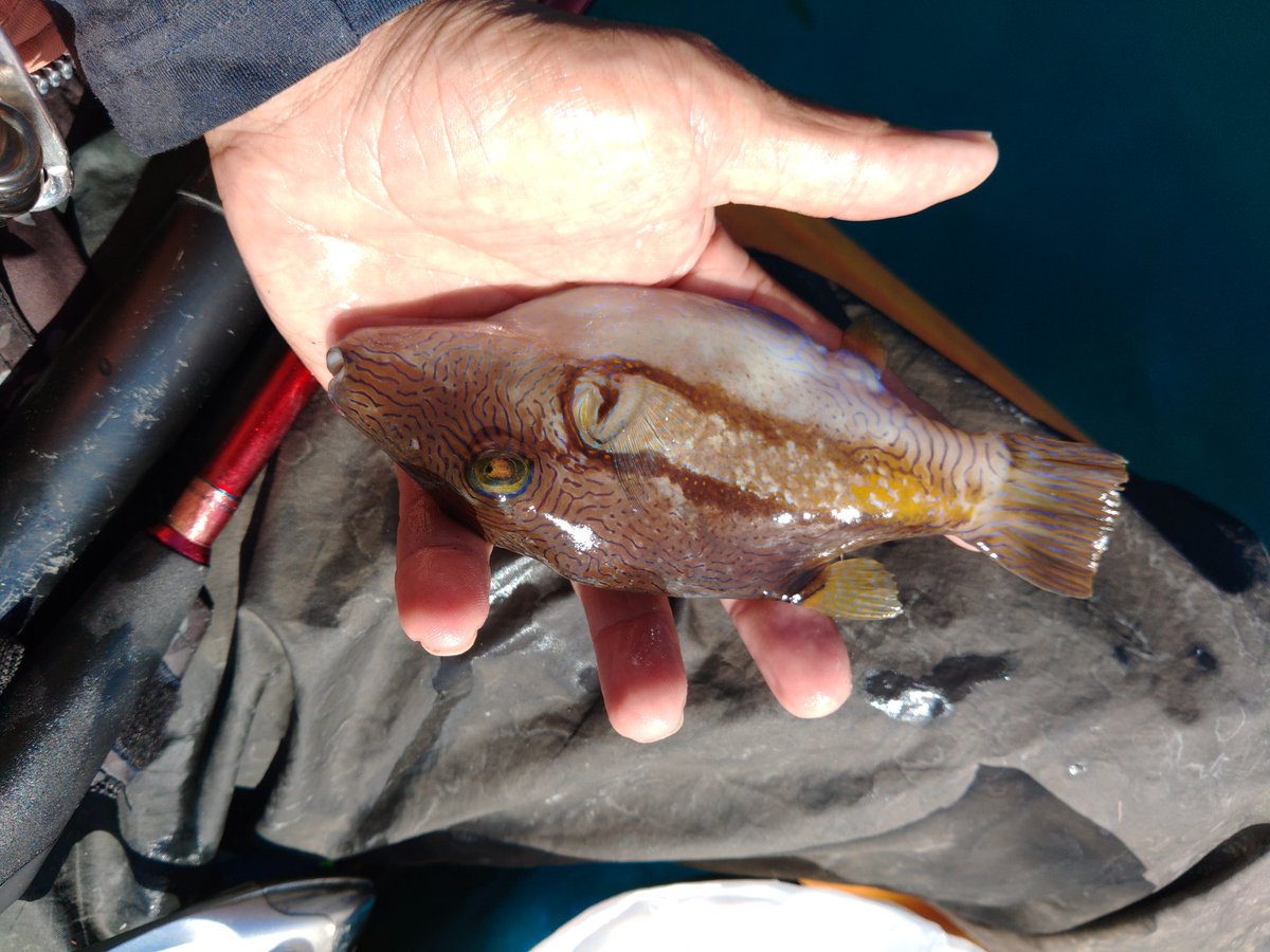 藤原 お刺身 食べると確実に死ぬ魚です その名も キタマクラ