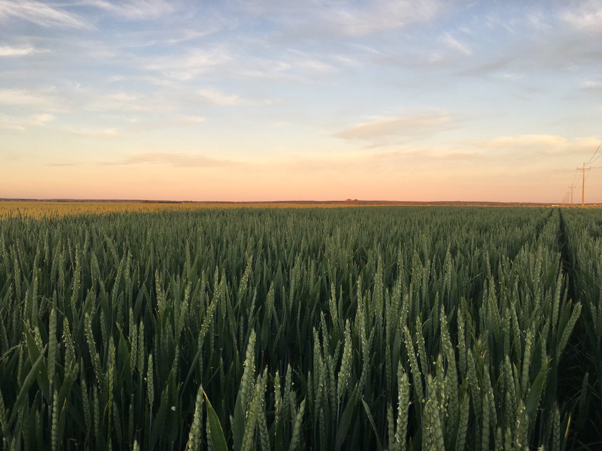 Silage done 👌bit of 🌧🌧🌦 would be nice now