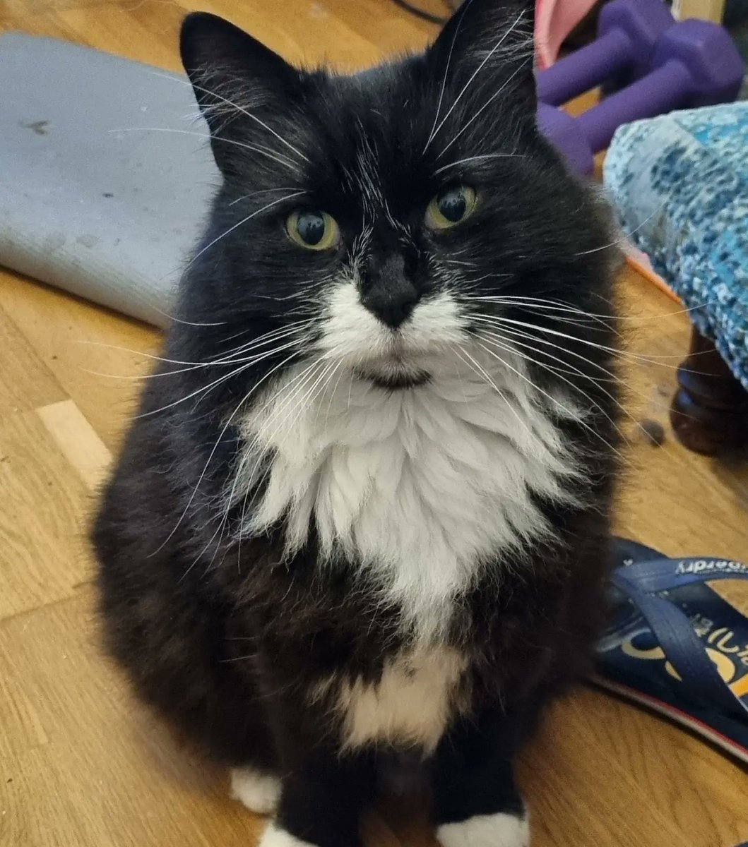 GremlintheFloof's tweet photo. Mum says I should tell you more about me..so here goes..I'm Gremlin.. I'm 9 years young ..as you can see I'm VERY handsome ( no mum I am NOT fat , I'm majestically floofy) #CatsOfTwitter #Cat #catlovers https://t.co/70MPUiIqfl