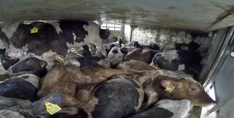 AnimalStill's tweet image. Laten jullie deze foto ook zien @JumboSupermarkt Hang het boven de vlees- en zuivelschappen want dit zijn de feiten ook van een beter leven keurmerk. #becomevegan @Dierbescherming