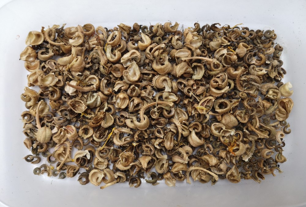 (another seed batch recieved for distribution amongst London seed savers)... Endlessly fascinating Calendula.