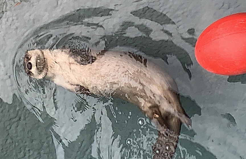 ZooMontgomery's tweet photo. Ahhhhhh... home sweet home. Exhibit renovations are complete, Lisa and Dot, our two fav river otters are back and hanging out at the pool. #mymgmzoo #zaa #riverotters https://t.co/oQiUwrmMQa