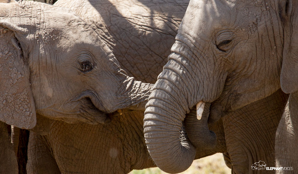 elephantvoices's tweet image. This description from The Elephant Ethogram defines the behavior Bite-Trunk: An elephant grasping, holding the trunk of another elephant, placing it in its mouth, and biting it. Bite-Trunk may be observed among juveniles and calves during Social Play.
#TheElephantEthogram