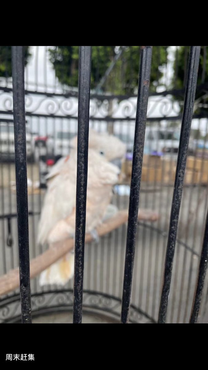 Alice43628494's tweet photo. Cute shouldn't be kept in a cage. https://t.co/SDlC4FMbyR