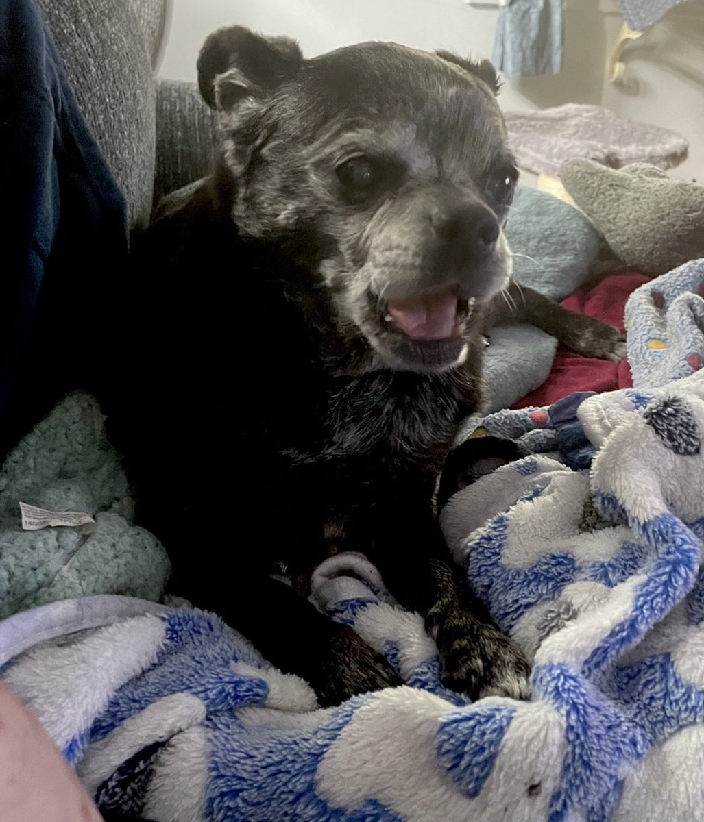 COLLEENGROTTMOM's tweet photo. Well…feeling so much better today so mom shared some left-over 🍕 with me. I thanked her by running outside in the rain &amp; relieving myself like a #GoodBoy 🐶                      #TuesdayThoughts                    #Dogs https://t.co/2DFNVvrsp3