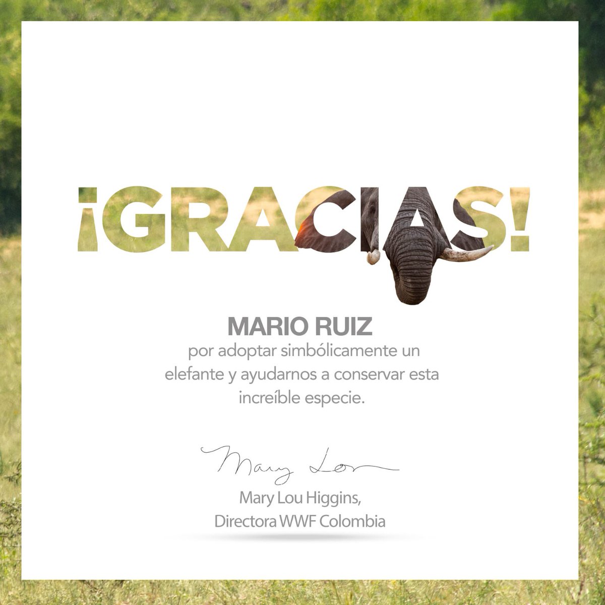 Mario Ruiz tweet media