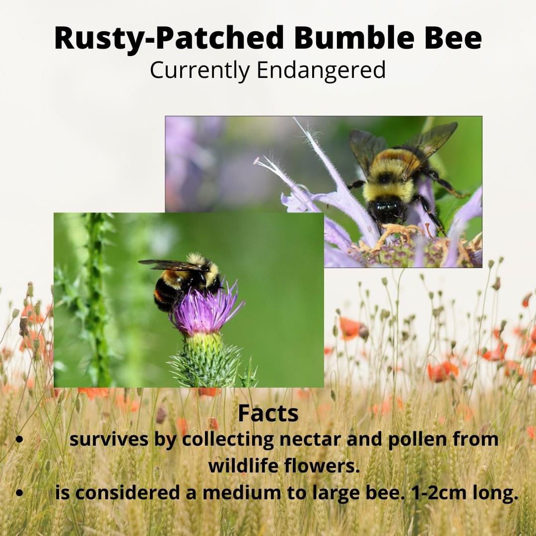 bagida_waad's tweet photo. Help the Rusty-Patch Bumblebee. They will be hibernating under the leaves. In the spring plan on planting more native flowers for them to enjoy and let those dandelions grow. #rustypatchbumblebee #hibernation #dontraketheleaves #dandelion https://t.co/k9M6g8zLGA