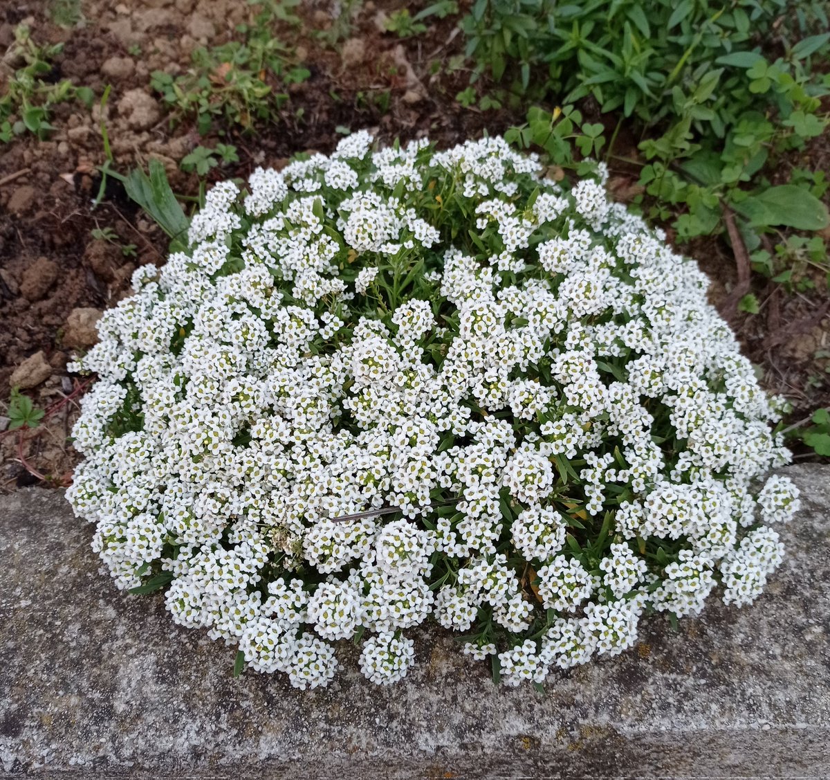 Allison has come back for a return visit! I thought she had died over the summer! 😃💚 #Autumnwatch
