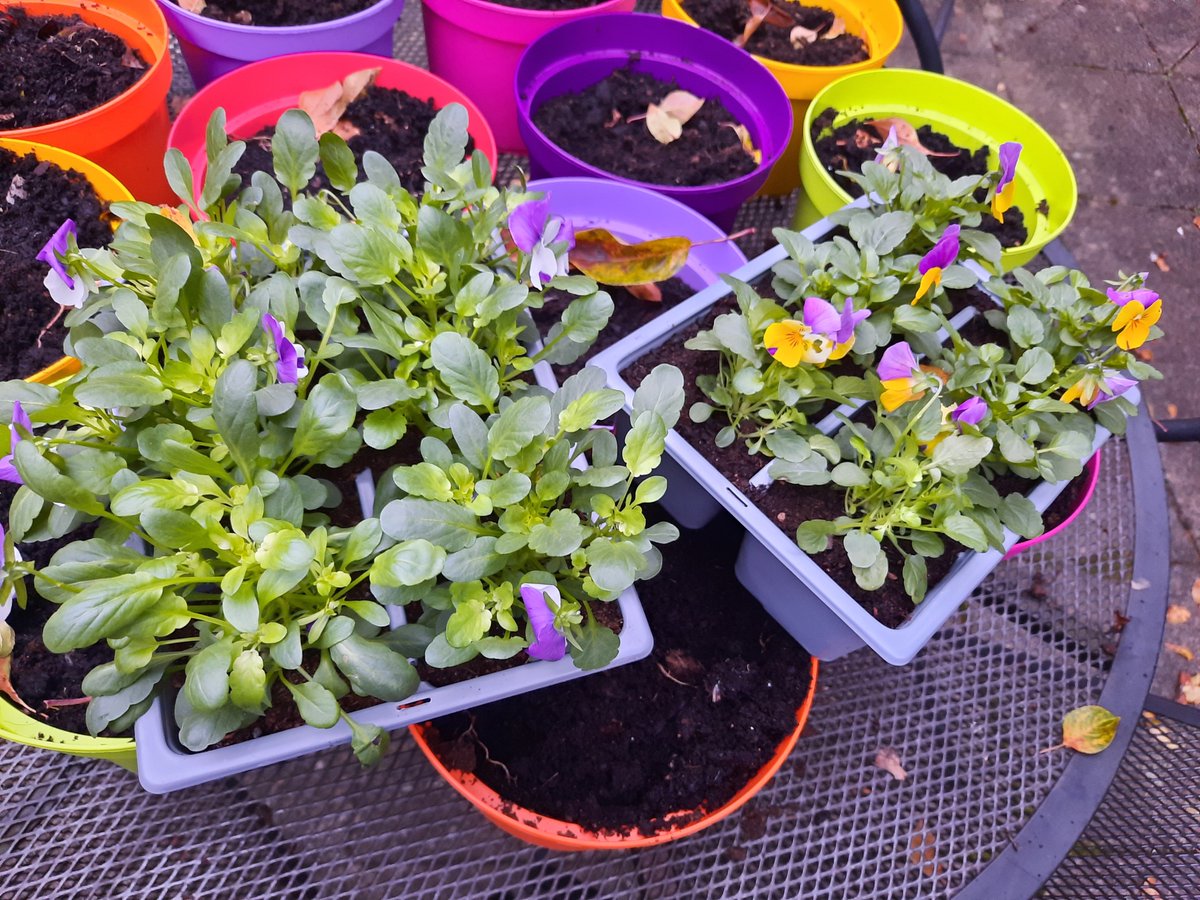 Geeta Chauhan (@geetachauhan16) on Twitter photo Thank you to <a href="/LptMhsop/">LPT MHSOP THERAPY</a> MAC Rachael for donating some plants to @WardBeechwood. πΌπ·πΌπ· Thank you to <a href="/LptMhsop/">LPT MHSOP THERAPY</a> MAC Rachael for donating some plants to @WardBeechwood. πΌπ·πΌπ·