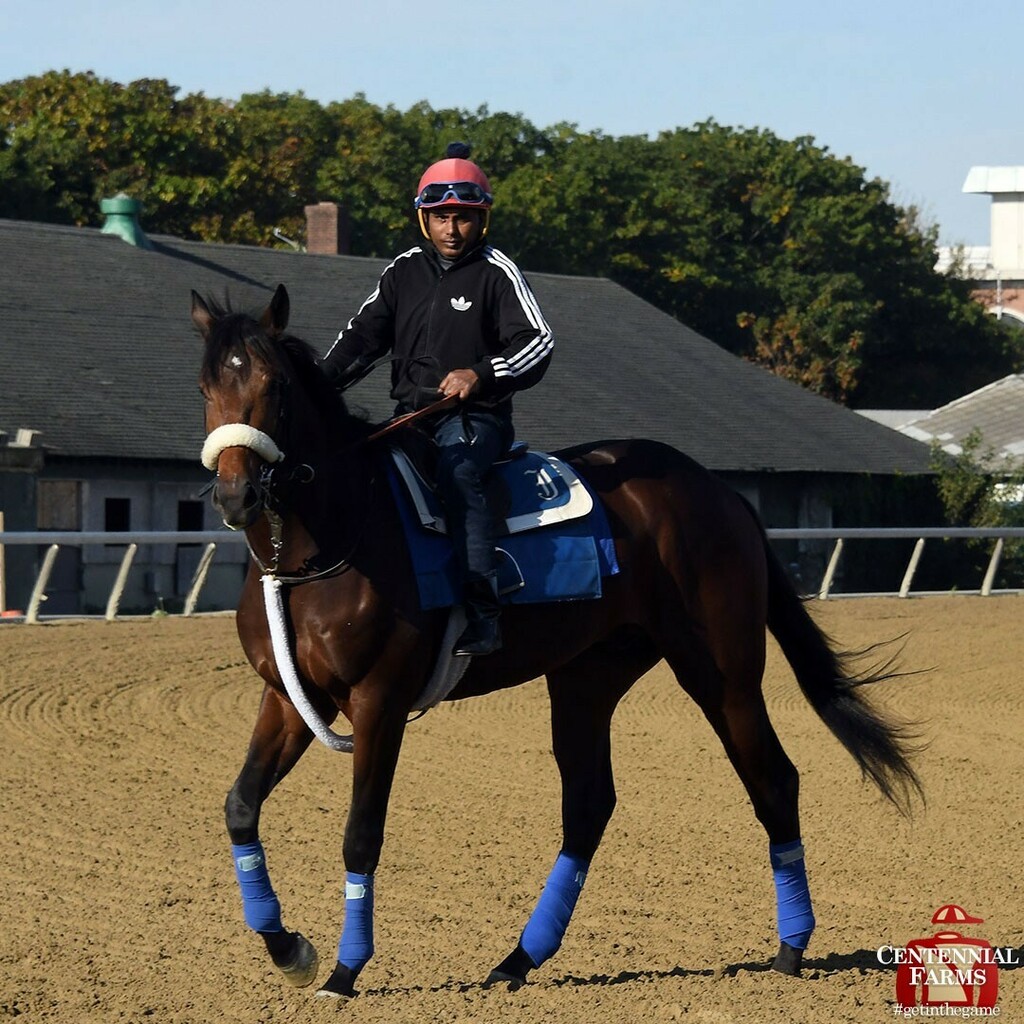 Centennial_Farm's tweet photo. It's a rainy one on Long Island, so here's a dose of sun for #twoyearoldTuesday! Greg's Honor (red cap) and Forthright (larger star) enjoyed a beautiful Friday morning at #BelmontPark. Both boys are doing well since hitting the Empire State! #patiencepay… https://t.co/nKjbkHzrlJ https://t.co/AZadaS84KO