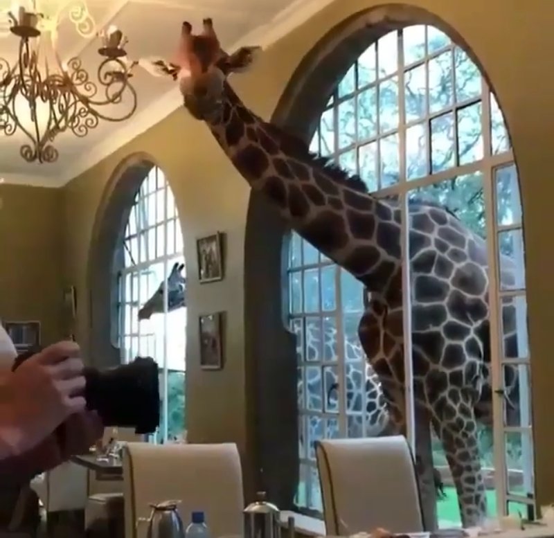 GalleryTweeter's tweet photo. Have you been to Giraffe manor ??
What will you do then ??
#Animalkingdom
#Photography
#TweeterGallery
#gallery https://t.co/idZ1jq2pk5