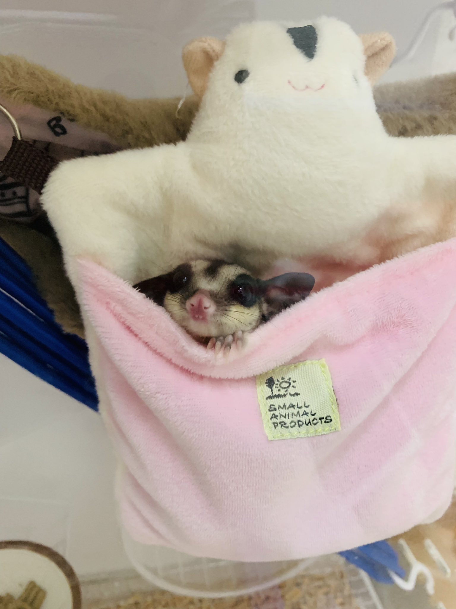 僕とフクロモモンガ Fukumomorapucha Twitter