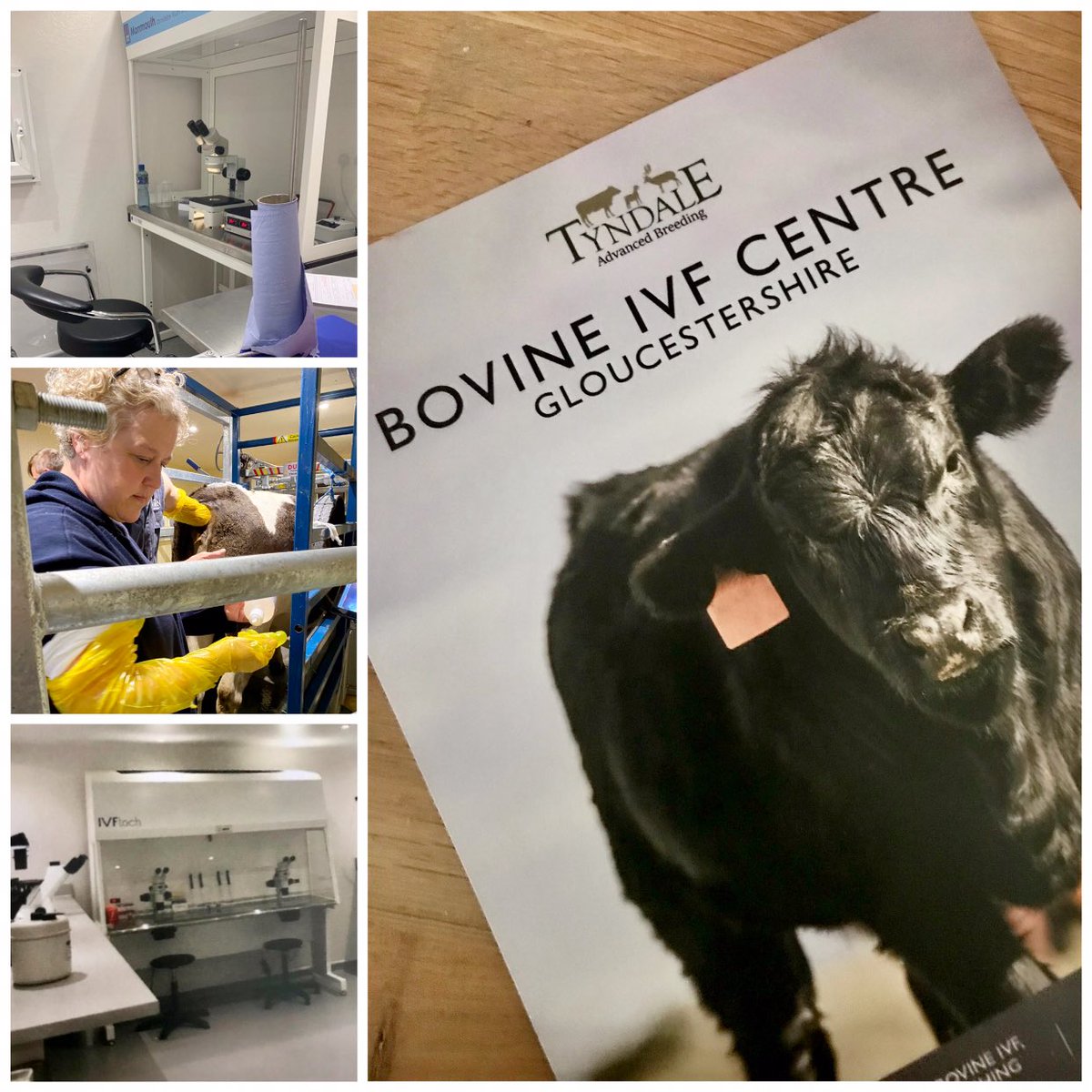 BCRMFertility's tweet photo. Great #teamBCRM visit to @TyndaleVets last week to see and experience ‘hands on’ the amazing #BovineIVF work undertaken by their expert team ; what an experience ! 🌟🐄🍕🤩👀👏#ivf #fertility #busmansholiday #embryology #ivftechnology #sharingbestpractice https://t.co/5Kr3PL0Hx6