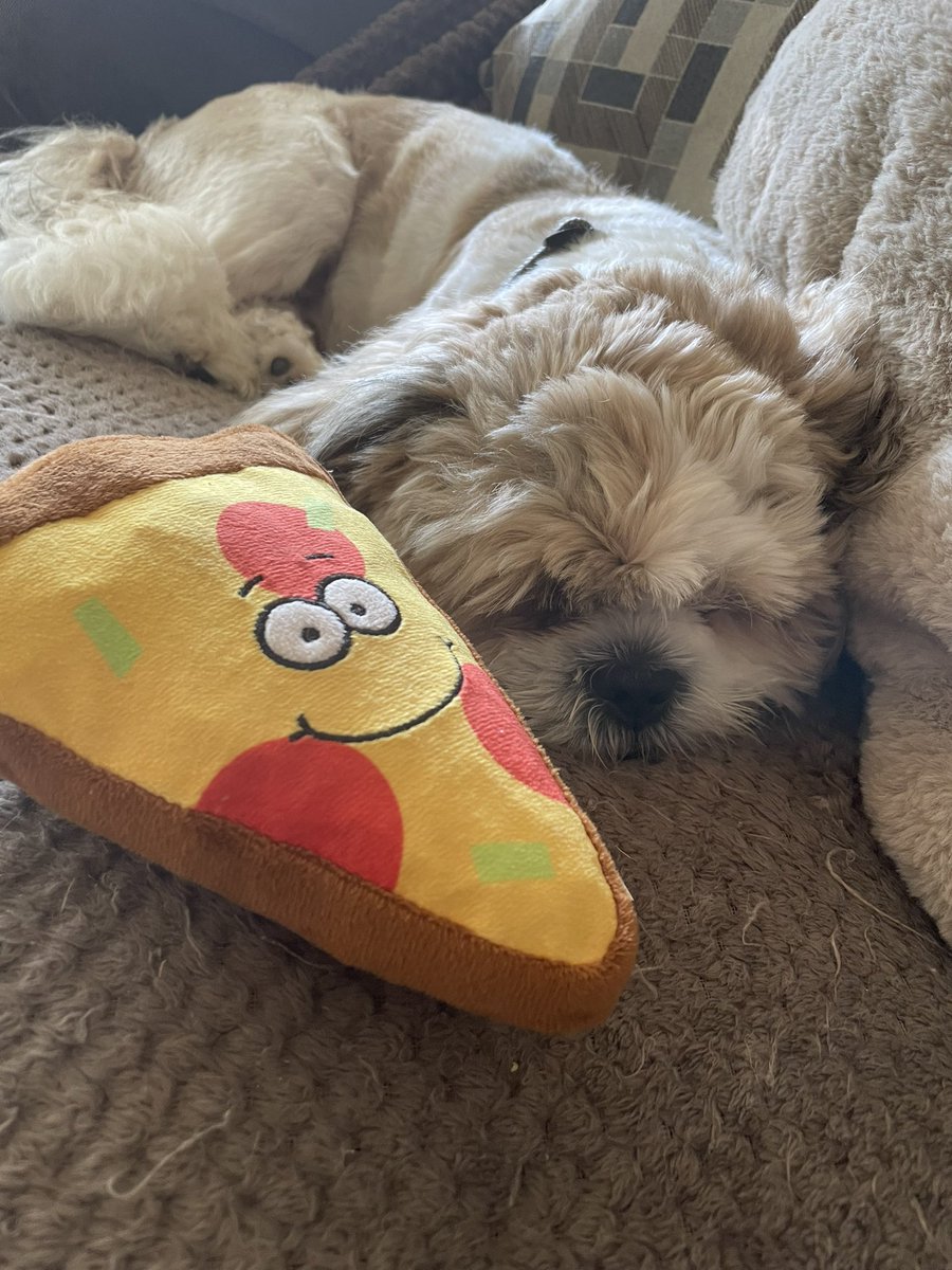 Ted is all ready for his cold 🥶 and wet walks with his Joules <a href="/Joulesclothing/">Joules</a> raincoat. Dogs really are the best!!! #puppy#dogsoftwitter#shihtzu