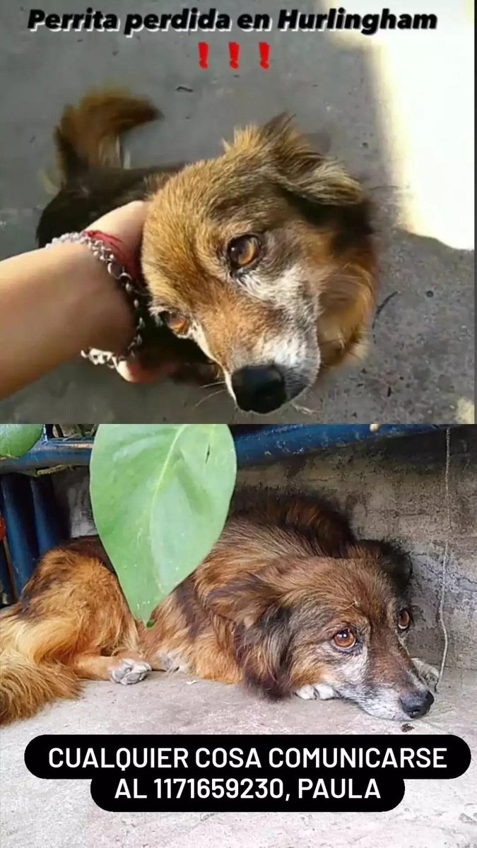 Paau_Sosa's tweet photo. POR FAVOR SEGUIMOS SIN ENCONTRAR A KATY❗❗ https://t.co/QFLI4R4v2F
