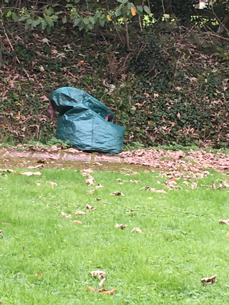 MarkofClubs's tweet photo. What with our trip to the wet+windy coast to see @SherborneLFC bang in 13 goals in @VitalityWFACup I’m just catching up on other stuff @Gillythesinger & I did over the weekend - including seeing a sack of garden cuttings that looks like a Sea Devil☺️@FreefallRadio @WillRoney98 https://t.co/T1o4DdE0vE